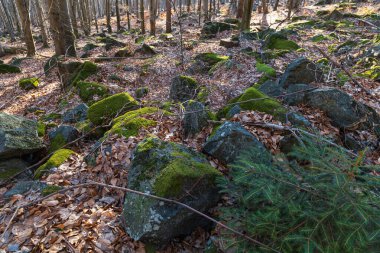 Kışın güneşli bir günde, dağ patikasının yanında birkaç küçük ve dev kaya oluşumu.