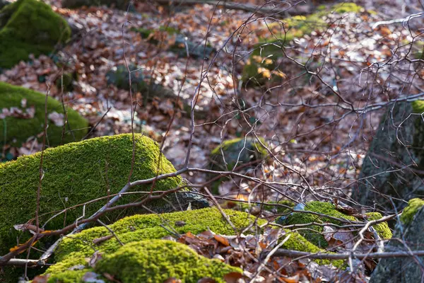 stock image Few small and giant rock formations next to mountain trail at sunny day at winter