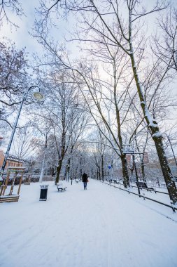 Wroclaw, Polonya - 31 Ocak 2024: Yüksek ağaçlar ve kışın çözülmesi sonrasında küçük şehir hendeklerine yansıyan birkaç bina