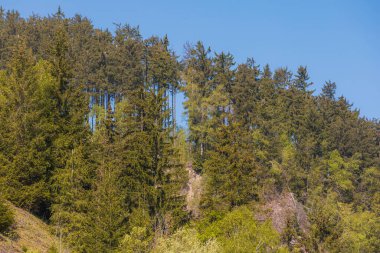 Sonsuz yeşil ağaçlardan oluşan yüksek bir duvar açık mavi gökyüzüne doğru uzanır, görkemli ve hayranlık uyandıran bir manzara yaratır.