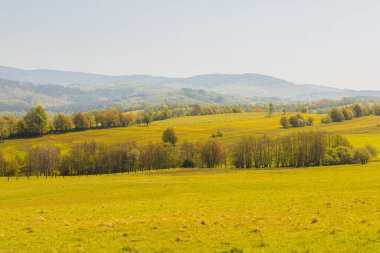 Huzurlu Kırsal Alandaki Manzaralı Yuvarlak Tepeler ve Yeşil Alanlar