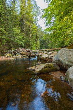 Bereketli Orman Manzarasında Serene Akışı