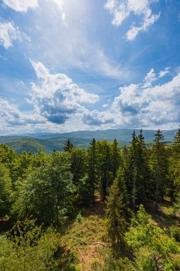 Scenic Mountain View in Lush Forest clipart