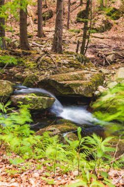 Serene Ormanındaki Yosun kaplı Kayalar ve Yumuşak Nehir