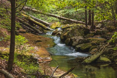 Moss-Covered Rocks and Gentle Stream in a Serene Forest clipart