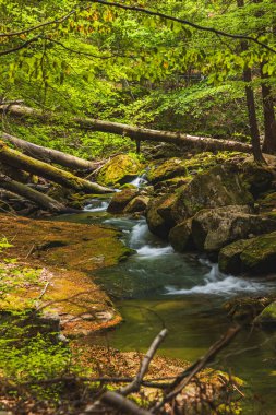 Serene Ormanındaki Yosun kaplı Kayalar ve Yumuşak Nehir