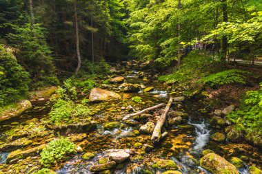 Moss-Covered Rocks and Gentle Stream in a Serene Forest clipart