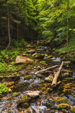 Serene Ormanındaki Yosun kaplı Kayalar ve Yumuşak Nehir
