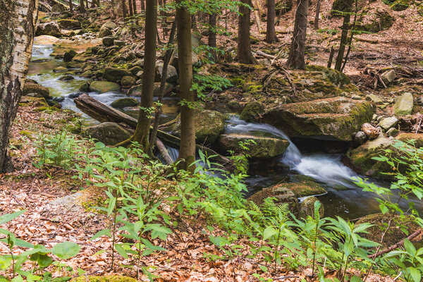 Moss-Covered Rocks and Gentle Stream in a Serene Forest