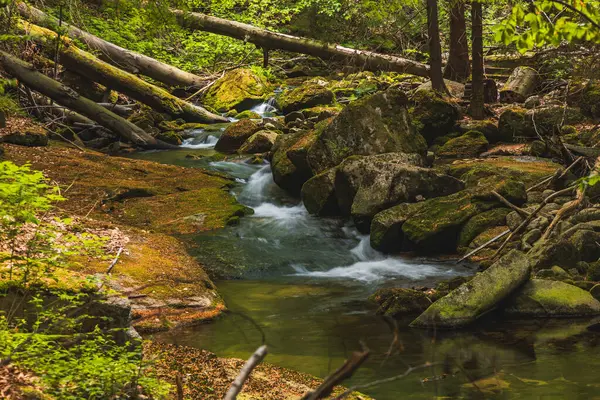 Serene Ormanındaki Yosun kaplı Kayalar ve Yumuşak Nehir