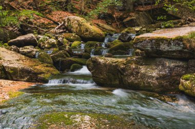Serene Ormanındaki Yosun kaplı Kayalar ve Yumuşak Nehir
