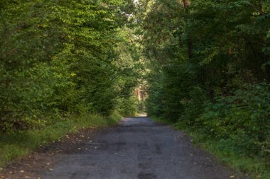 Bereketli yeşillikte huzurlu bir yol, seyahat, doğa veya macera teması için mükemmel. Canlı yeşil bir ormanda büyüleyici bir yolculuk.