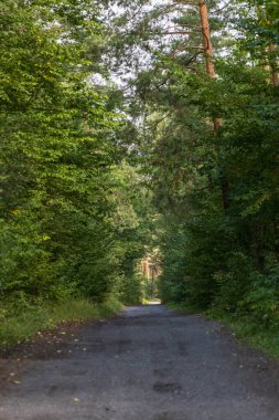 Bereketli yeşillikte huzurlu bir yol, seyahat, doğa veya macera teması için mükemmel. Canlı yeşil bir ormanda büyüleyici bir yolculuk.