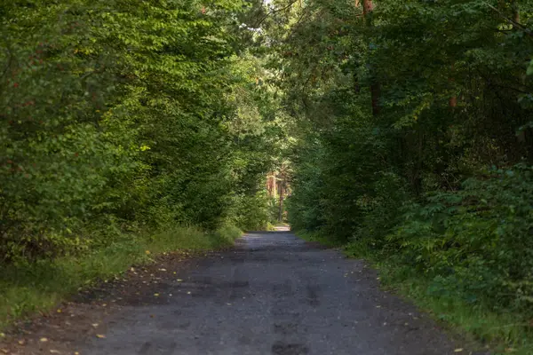 Bereketli yeşillikte huzurlu bir yol, seyahat, doğa veya macera teması için mükemmel. Canlı yeşil bir ormanda büyüleyici bir yolculuk.