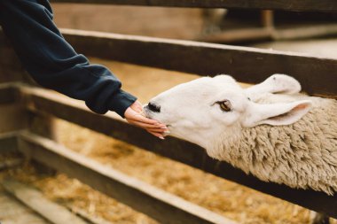 Sınır Leicester en eski uzun saçlı İngiliz koyunlarından biridir. Hayvanat bahçesinde beyaz, şirin Leicester koyunu. Ahşap arka planda komik tüylü koyun ağızlığı. Çiftçilik ve tarım üzerine hayvanlar.