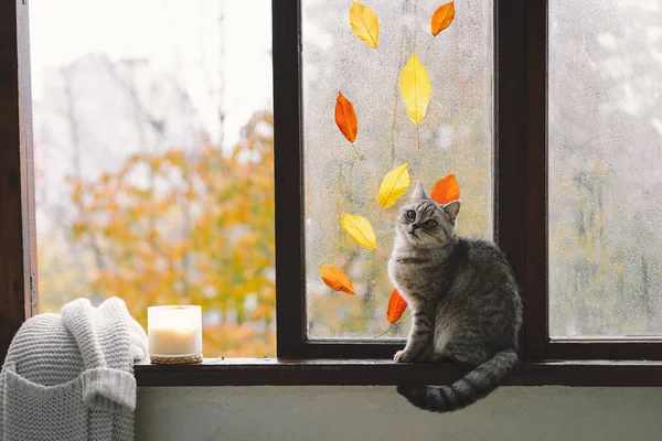 Kucing Lucu Dari Skotlandia Lurus Duduk Dengan Nyaman Musim Gugur — Stok Foto