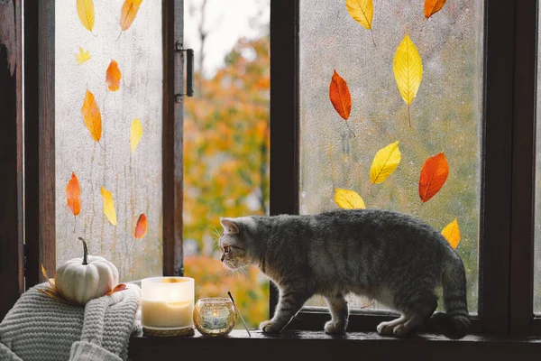 スコットランドのかわいい猫は カボチャと一緒に居心地の良い秋の静物で ヴィンテージの窓辺に毛織のセーターを編んでいます 秋の家庭の装飾 いい秋の気分だ 感謝祭だ ハロウィン — ストック写真