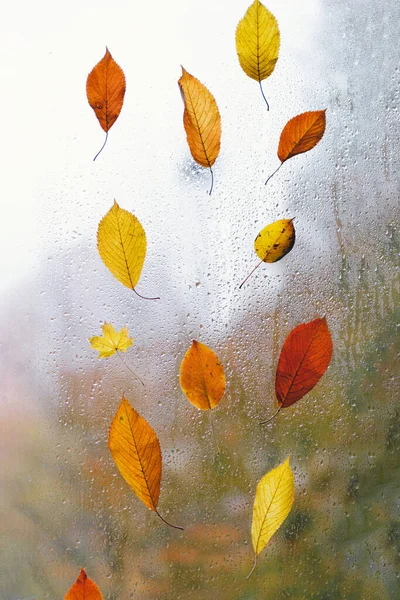 秋天的叶子贴在被雨滴淋湿的窗户上 秋天的家居装饰 舒服的心情 — 图库照片