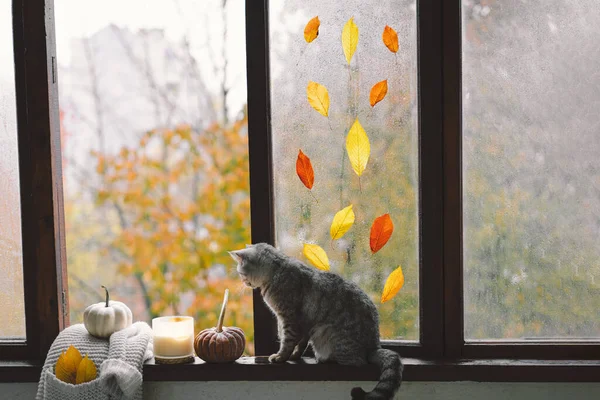 Kucing Lucu Dari Skotlandia Lurus Duduk Dengan Nyaman Musim Gugur — Stok Foto