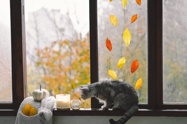 Cute Cat Scottish Prosto Siedzi Przytulną Jesienną Martwą Naturą Dyniami — Zdjęcie stockowe