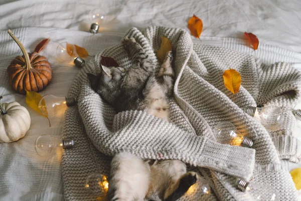 装飾用のガーランド付きのベッドの上の柔らかいセーターのかわいい猫 秋か冬の概念 巨大概念 — ストック写真