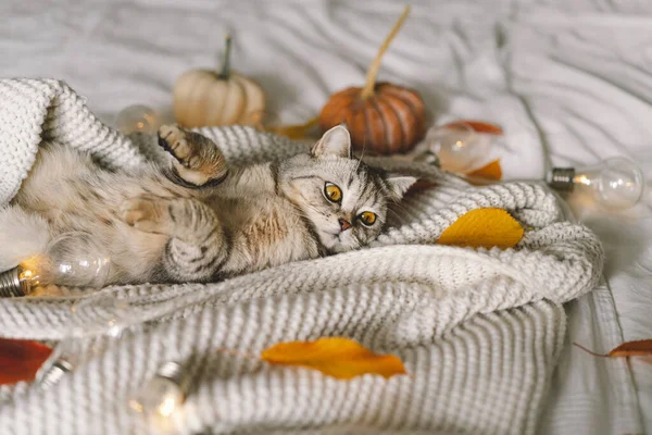 Милий Кіт Якому Светрі Ліжку Декоративною Гірляндою Осінні Зимові Концепції — стокове фото