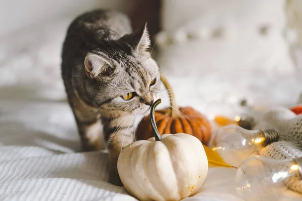 Roztomilá Kočka Měkkém Svetru Posteli Ozdobným Věncem Podzimní Nebo Zimní — Stock fotografie