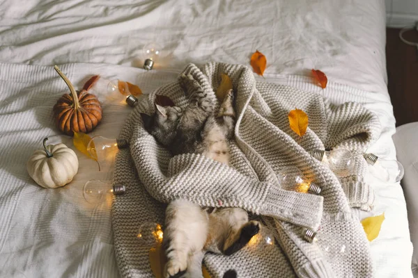 Lindo Gato Suéter Suave Una Cama Con Guirnalda Decorativa Conceptos —  Fotos de Stock