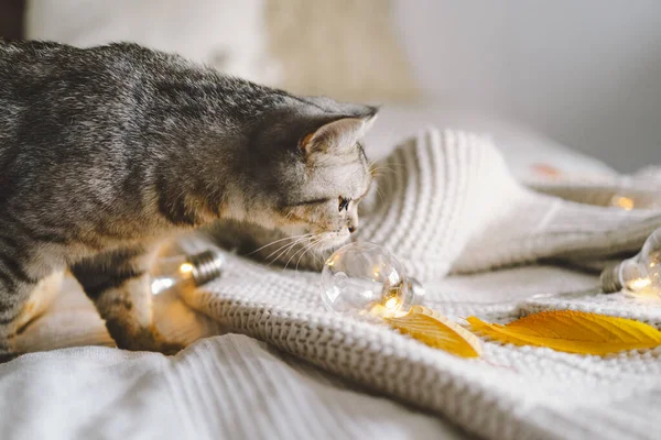装飾用のガーランド付きのベッドの上の柔らかいセーターのかわいい猫 秋か冬の概念 巨大概念 — ストック写真