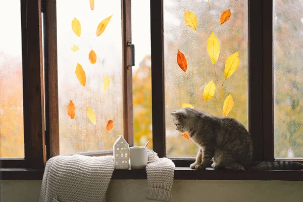 Gato Bonito Direto Escocês Que Senta Com Outono Acolhedor Ainda — Fotografia de Stock