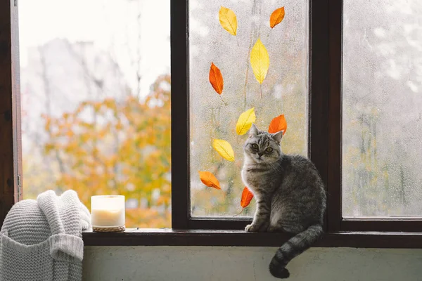 スコットランドのかわいい猫は カボチャと一緒に居心地の良い秋の静物で ヴィンテージの窓辺に毛織のセーターを編んでいます 秋の家庭の装飾 いい秋の気分だ 感謝祭だ ハロウィン — ストック写真