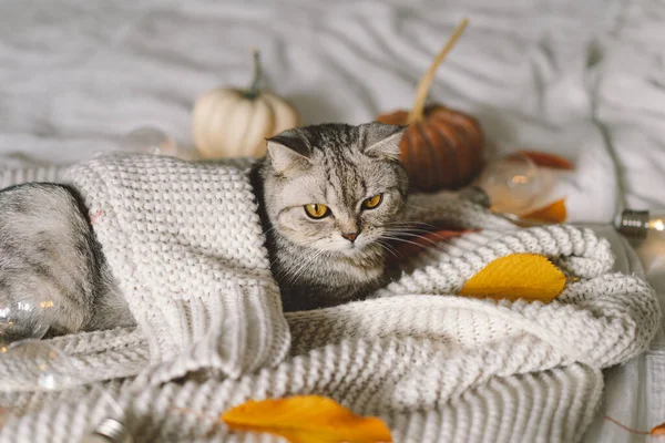 Μια Χαριτωμένη Γάτα Ένα Μαλακό Πουλόβερ Ένα Κρεβάτι Διακοσμητική Γιρλάντα — Φωτογραφία Αρχείου