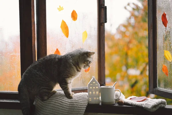 Cute cat of the Scottish straight sitting with cozy autumn still life with pumpkins, knitted woolen sweater on a vintage windowsill. Autumn home decor. Cozy fall mood. Thanksgiving. Halloween.