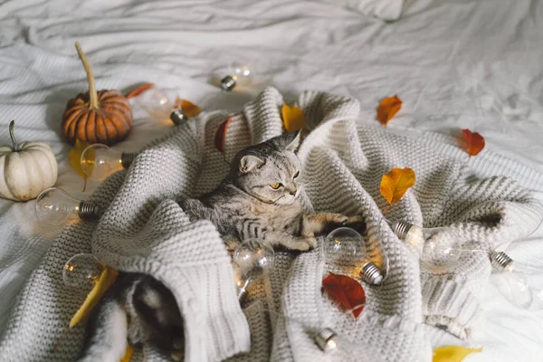 Słodki Kot Miękkim Swetrze Łóżku Dekoracyjną Girlandą Jesienne Lub Zimowe — Zdjęcie stockowe