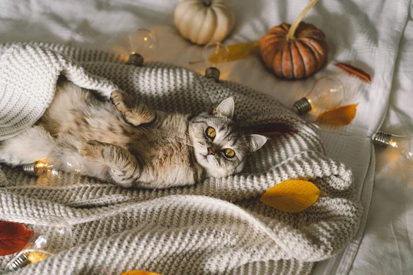 Cute Cat Soft Sweater Bed Decorative Garland Autumn Winter Concepts — Stock Photo, Image