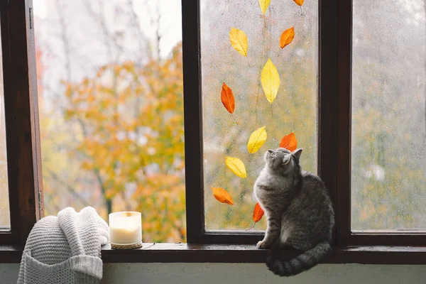 Roztomilá Kočka Skotské Rovně Sedí Útulnou Podzimní Zátiší Dýněmi Pletený — Stock fotografie