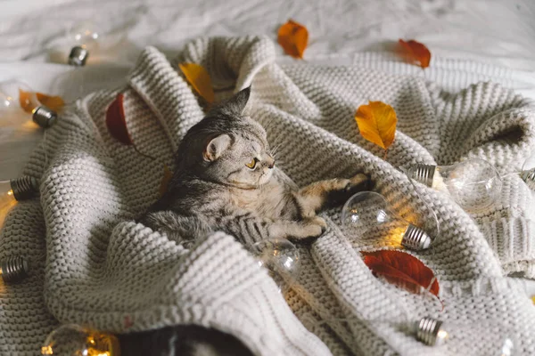 Gato Bonito Uma Camisola Macia Uma Cama Com Guirlanda Decorativa — Fotografia de Stock