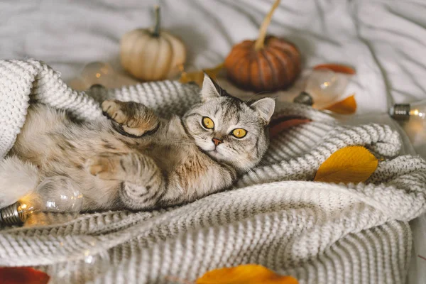 Μια Χαριτωμένη Γάτα Ένα Μαλακό Πουλόβερ Ένα Κρεβάτι Διακοσμητική Γιρλάντα — Φωτογραφία Αρχείου