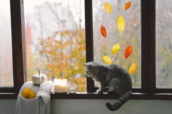 Gato Bonito Direto Escocês Que Senta Com Outono Acolhedor Ainda — Fotografia de Stock