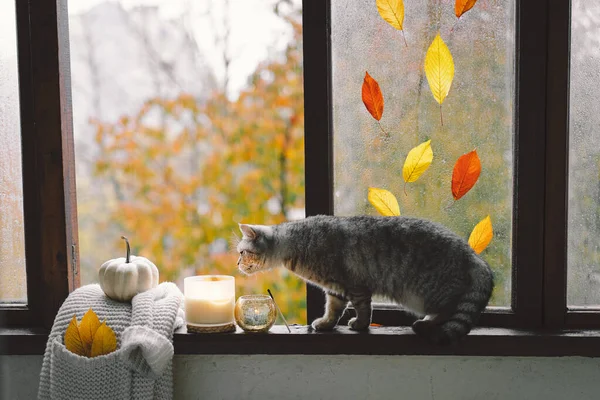 可爱的苏格兰猫 笔直的坐着 舒适的秋天 安静的生活着南瓜 羊毛衫编织在古老的窗台上 秋天的家居装饰 舒服的心情 感恩节 万圣节 — 图库照片