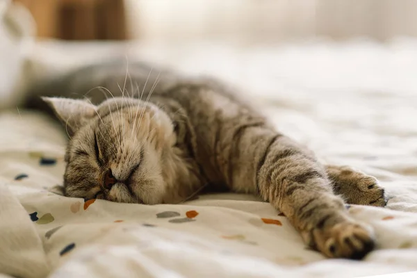 stock image Scottish Straight Cute Cat Portrait. Happy Pet. Gray Scottish Straight cat sleeping. Portrait of a beautiful cat