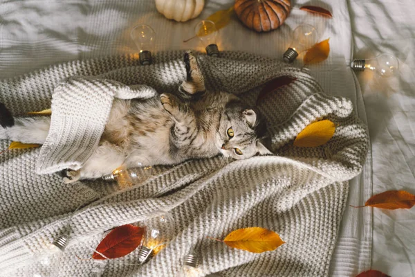 고양이가 부드러운 스웨터를 장식적 복장을 침대에 있습니다 — 스톡 사진
