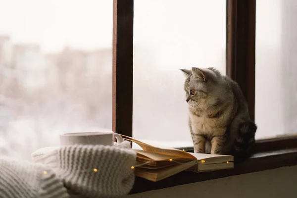 Grey Cat Sitting Windowsill Looking Weather Window Cup Hot Tea — Stock Photo, Image