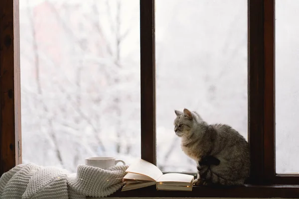 灰猫坐在窗台上 透过窗户看天气 一杯热茶 一本翻开的书 一件暖和的毛衣 放在老式木制窗台上 舒适的家的概念 甜蜜的家 — 图库照片