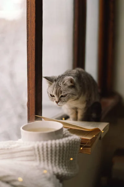 Γκρι Γάτα Κάθεται Στο Περβάζι Του Παραθύρου Κοιτάζοντας Τον Καιρό — Φωτογραφία Αρχείου