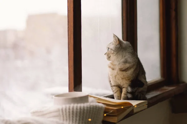 Szary Kot Siedzący Parapecie Patrzący Przez Okno Pogodę Filiżanka Gorącej — Zdjęcie stockowe