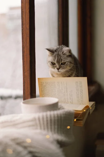 Graue Katze Sitzt Auf Der Fensterbank Und Blickt Durch Das — Stockfoto