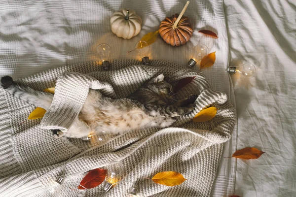 고양이가 부드러운 스웨터를 장식적 복장을 침대에 있습니다 — 스톡 사진