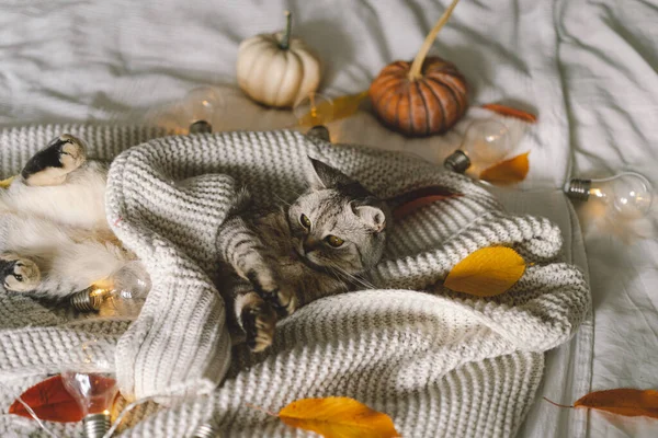 Słodki Kot Miękkim Swetrze Łóżku Dekoracyjną Girlandą Jesienne Lub Zimowe — Zdjęcie stockowe