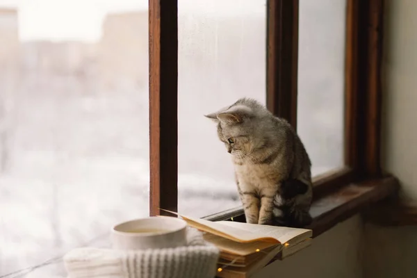 แมวส เทาน งอย บนระเบ ยงหน างมองไปท สภาพอากาศผ านหน วยชาร อนและหน — ภาพถ่ายสต็อก